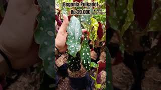 Begonia polkadot cwakep tanamanhiasbegonia garden begonias [upl. by Gunar]