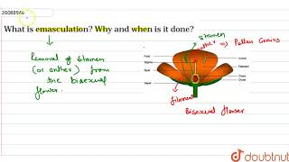 what is emasculation  Why and when is it done [upl. by Ocsicnarf]