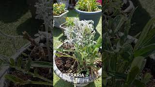 Pruning a Cineraria and planting Osteospermum in a UK garden [upl. by Ennaeilsel]