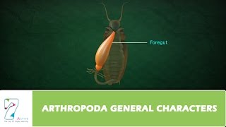 ARTHROPODA GENERAL CHARACTERS [upl. by Anotal]