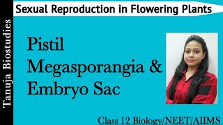 Sexual Reproduction in Flowering Plants  PistilCarpel Megasporangium amp Embryo Sac Class 12NEET [upl. by Atinaw]