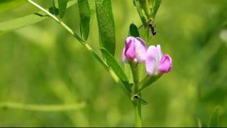 Ants visit vetch extrafloral nectaries in Marion County Ohio USA June 14 2009 [upl. by Ainaj]