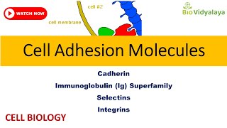 Cell Adhesion Molecules Cadherin Selectin IgSF Integrin  CELL BIOLOGY CSIR NET Lifescience [upl. by Doscher617]