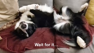 Sleepy puppy wakeup adorable dog sees dad and radiates joy [upl. by Ayim976]