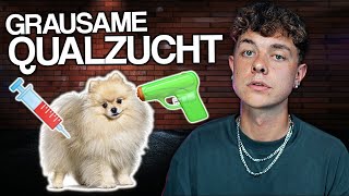 INFLUENCER TREND POMERANIAN  Qualzucht bei Hunden [upl. by Noskcire]