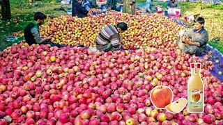 Apple Juice Processing Line Technology  How Fruit Juice is Made Ketchup Production Factory [upl. by Frendel]