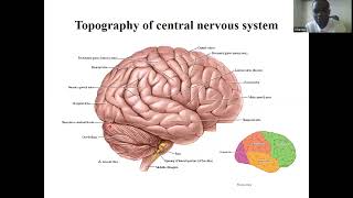 Cerebral Cortex part 1 [upl. by Latoya]