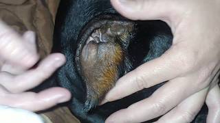 DOBERMAN Pinscher Botched Ear Crop Treatment  Ear Care After Cropping [upl. by Brentt]