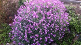 Erysimum linifolium Bowles Muave  Wallflower Bowles Muave [upl. by Nehpets]