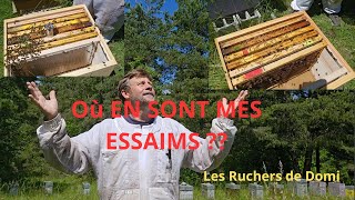 Saison 3 Épisode 17 Le 03062024 Visite des essaims après le mauvais temps Les Ruchers de Domi [upl. by Waugh203]