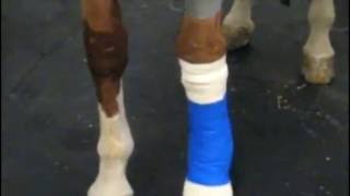 Regional Limb Perfusion with Antibiotics in the Horse [upl. by Berlinda]