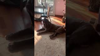 Neapolitan Mastiff howling like a wolf [upl. by Bell744]