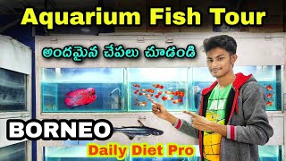 Aquarium Fish Tour  Borneo Daily Diet Pro Fish Food  Aquarium World Telugu [upl. by Meris]