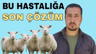 KOYUNLARDA DELİBAŞ İLE KARIŞTIRILAN HASTALIK B1  TİAMİN  EKSİKLİĞİ [upl. by Llenart]