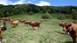 Vaches en Alpages 1650 m Naves en Savoie [upl. by Elmer]