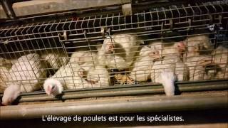 AVICULTURE MODERNE SENEGAL  Gust Nulens [upl. by Buhler]