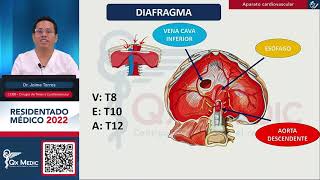 Cirugía de Tórax y Cardiovascular Ciencias Básicas ENAMENARMSERUMS [upl. by Liebowitz600]