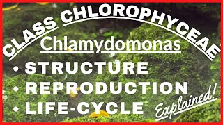 Chlorophyta Green Algae Chlamydomonas  Reproduction LifeCycle of Chlamydomonas Plant Kingdom Notes [upl. by Holbrooke]