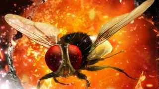 Eega  Laava Laava Video Song [upl. by Oderfodog]