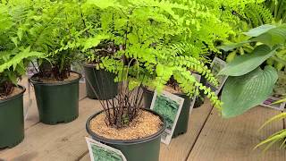 Adiantum pedatum Northern Maidenhair Fern  Fabulous Easy to Grow NATIVE Fern [upl. by Entsirhc31]