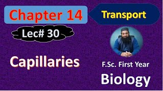 Capillaries I Chapter 14 Biology I FSc First Year Lec  30 [upl. by Fiora320]