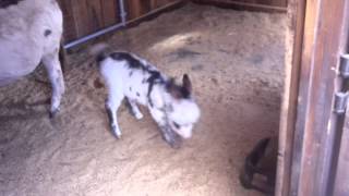 Spotted white miniature donkey foal Dakota frollicking at 3 weeks [upl. by Lana]