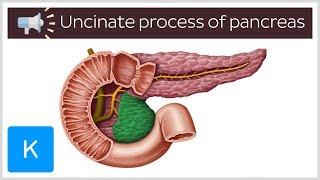 Uncinate process of pancreas  Anatomical Terms Pronunciation by Kenhub [upl. by Filemon]