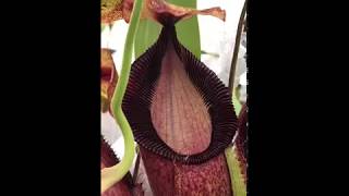 Nepenthes spathulata x hamata BE 3388 [upl. by Mitchiner256]