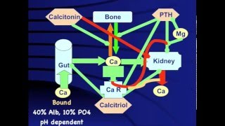 Hypocalcemia When why and how [upl. by Nauqal]