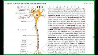 Neural control and locomotion and movementNeet ug [upl. by Ahsiak391]