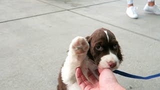 Cutest Springer Spaniel Puppy  Champ [upl. by Vivian]