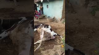 Cow giving birth to a cute beautiful calfcow baby birth [upl. by Blanch200]