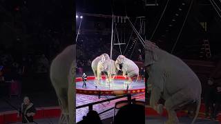 Shrine circus circus shrinecircus comewithme [upl. by Kcirdderf88]