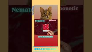 Feline trichinosis😻Parasitic Zoonotic Disease👌Parasitology👌🔬✅ [upl. by Ansev]