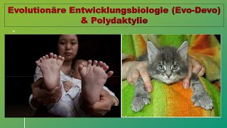 Evolutionäre Entwicklungsbiologie und Polydaktylie [upl. by Bibeau833]