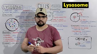 Lysosome  Suicide bag of Cell Structure and Function of Lysosome Detailed Series [upl. by Elbys586]