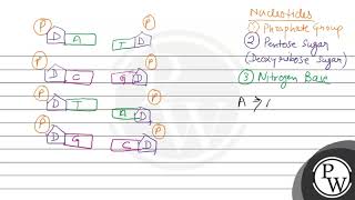 StatementI Complementary base pairing occur in DNAStatementII Adenine combine with thymine [upl. by Occir]