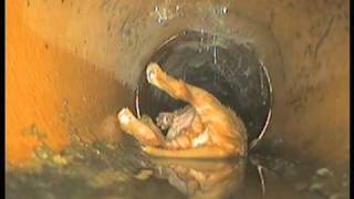 Dyno Rod Rescue Puppy From Drain  DynoRod [upl. by Glaab]