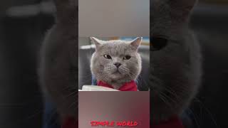 உயிரோட மீனை ட்யுப்ல அனுப்புறாங்க  Cat vs Salomon  SIMPLE WORLD [upl. by Hilleary]