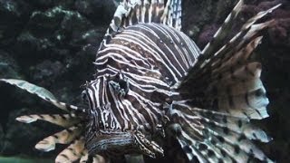 Lionfish invasion in the Atlantic Ocean [upl. by Hatch]