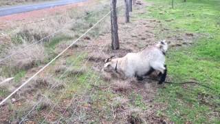 Goats Are Impossible To Keep In Electric Fence for Goats [upl. by Rosen]