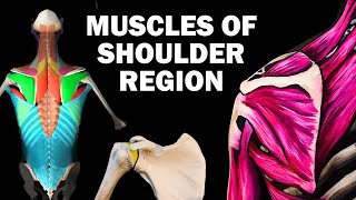 UPPER LIMB MUSCLES 26  SHOULDER REGION [upl. by Netloc]