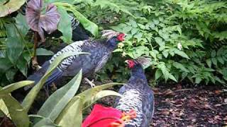 Himalayan Kalij Pheasants [upl. by Esirahc]