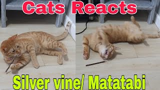 Cats Reacts to SILVER VINE  MATATABI STICKS FOR CATS  TESTING OUT [upl. by Hild]