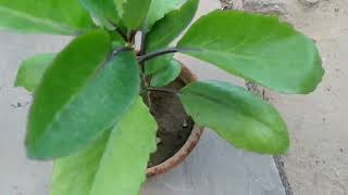 PatharchattaBryophyllum plant growing and caring tips [upl. by Kcitrap211]