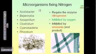 Nitrogen cycle [upl. by Assilanna]