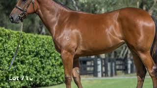 Lot 710 MMS2019 Fastnet Rock  Keep On Singing [upl. by Fernyak112]