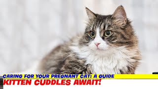 Caring for Your Pregnant Cat A Guide [upl. by Fillender440]