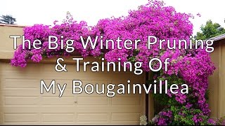 The Big Winter Pruning amp Training Of My Bougainvillea [upl. by Mccready]