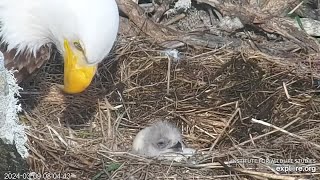 Adorable NewlyHatched Eaglet pops Up to Say quotHIquot West End Bald Eagles Exploreorg 3924 [upl. by Astra]